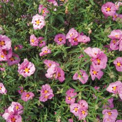 CISTUS Purpureus