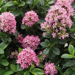 ESCALLONIA Laevis Pink Elle