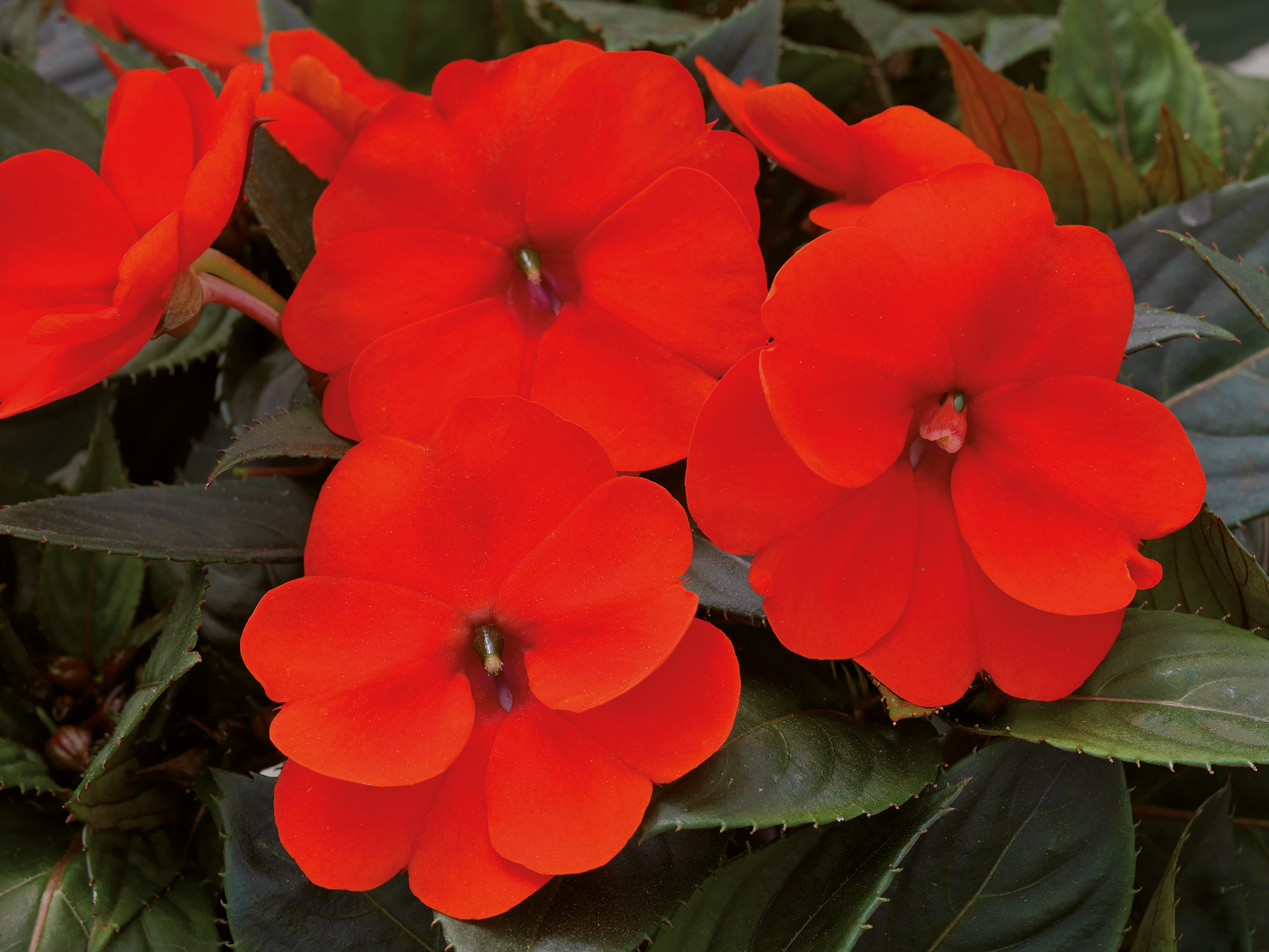 IMPATIENS SUNHARMONONY = SUNPATIENS