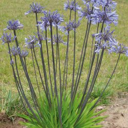 AGAPANTHUS Graphite Blue
