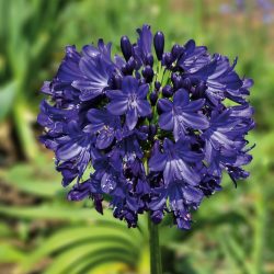 AGAPANTHUS Midnight Star = Navy Blue