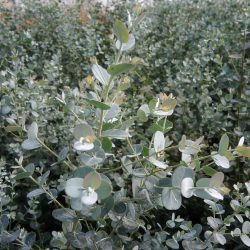 EUCALYPTUS Gunni
