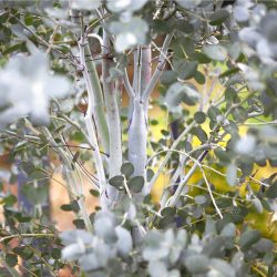 EUCALYPTUS Gunnii