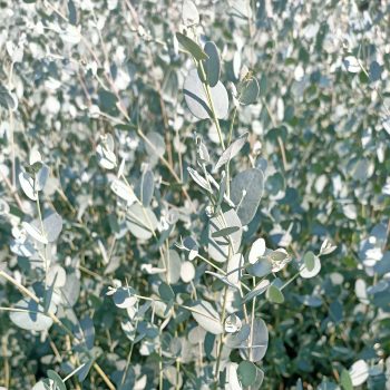 EUCALYPTUS Gunni – Image 2