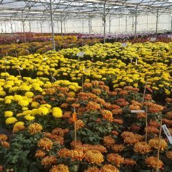 CHRYSANTHEME Grosses Fleurs