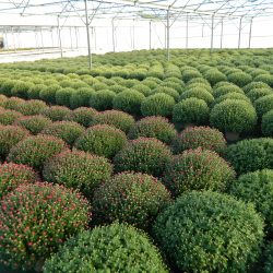 CHRYSANTHEME Pâquerette GROS 4L