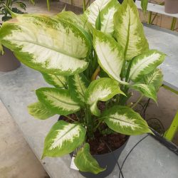 DIEFFENBACHIA Mix