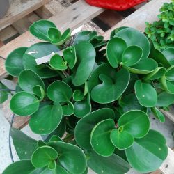 PEPEROMIA OBTUSIFOLIA