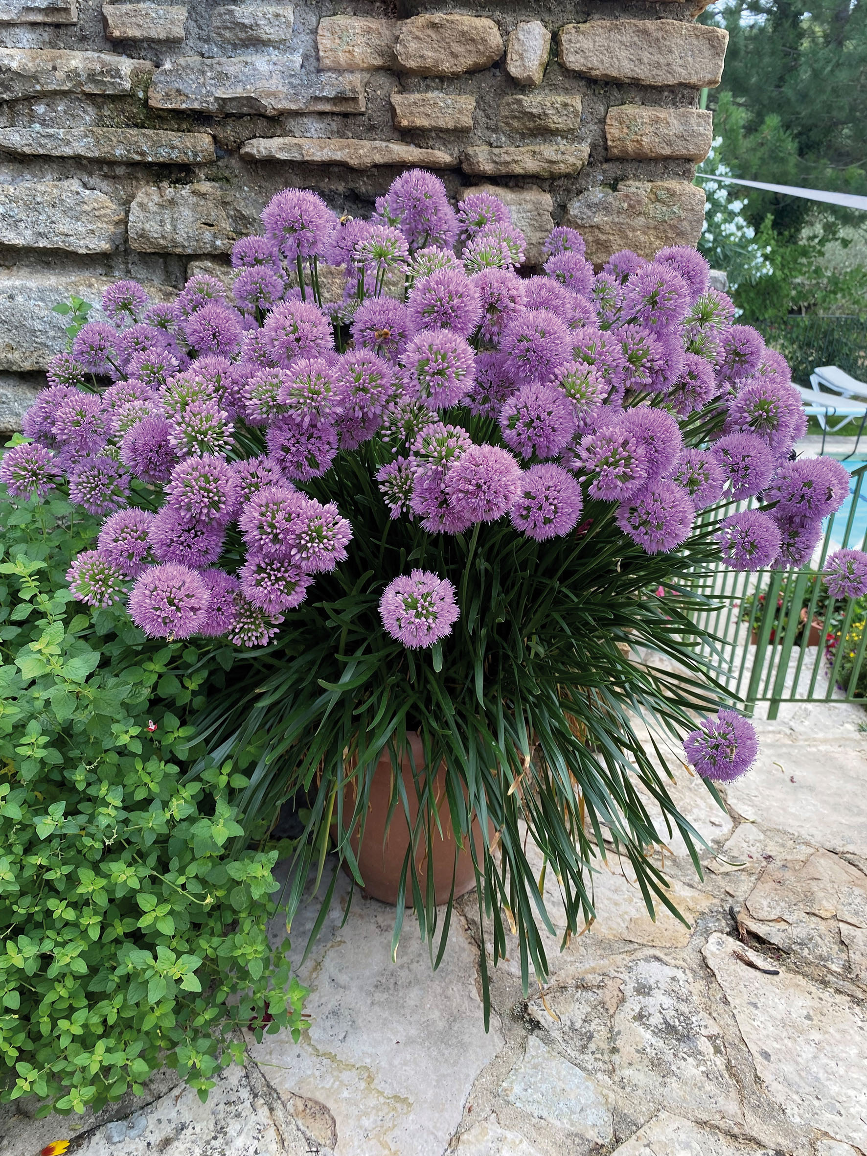 ALLIUM Millenium – Image 4