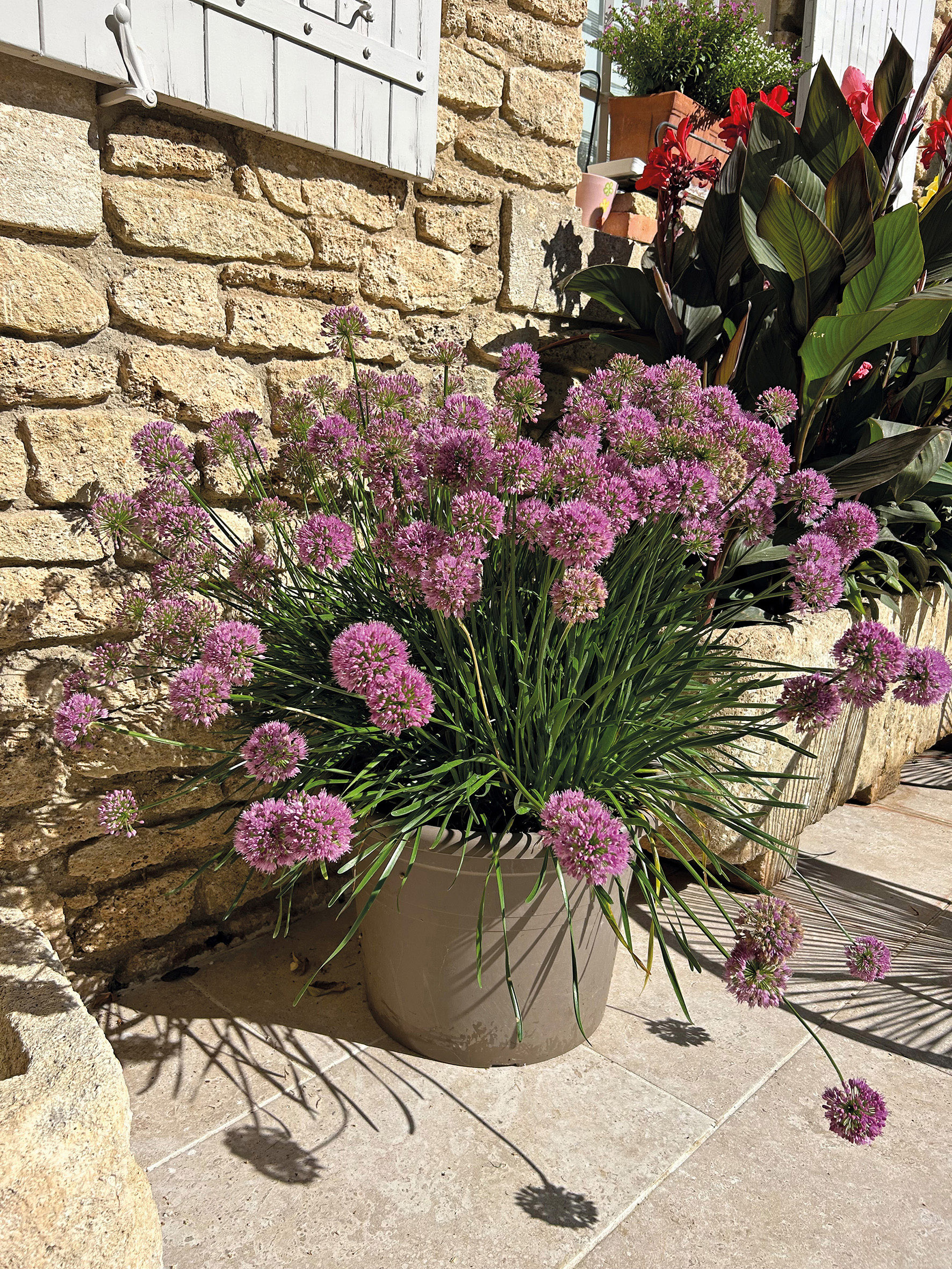 ALLIUM Millenium – Image 3
