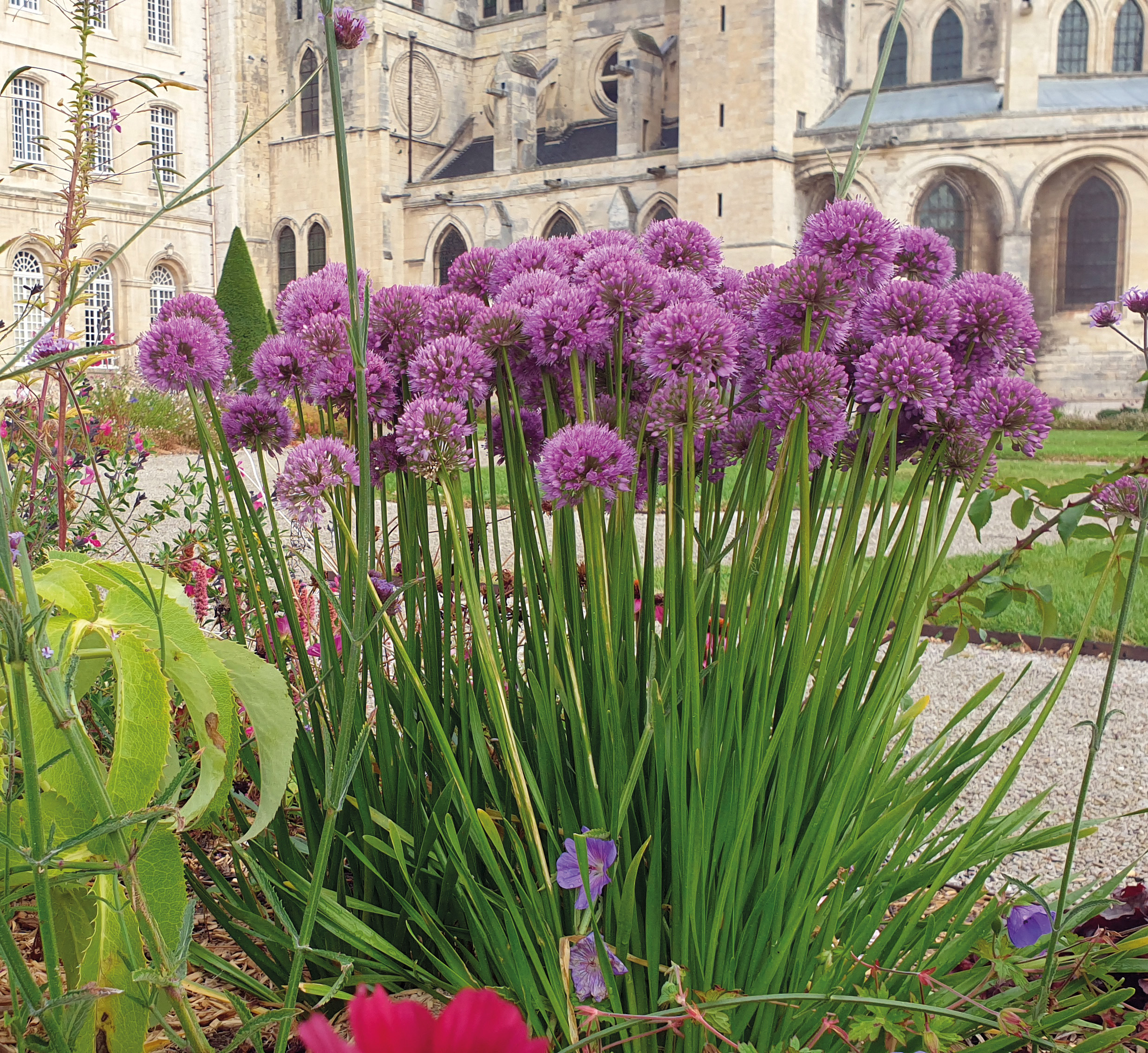 ALLIUM Millenium – Image 2