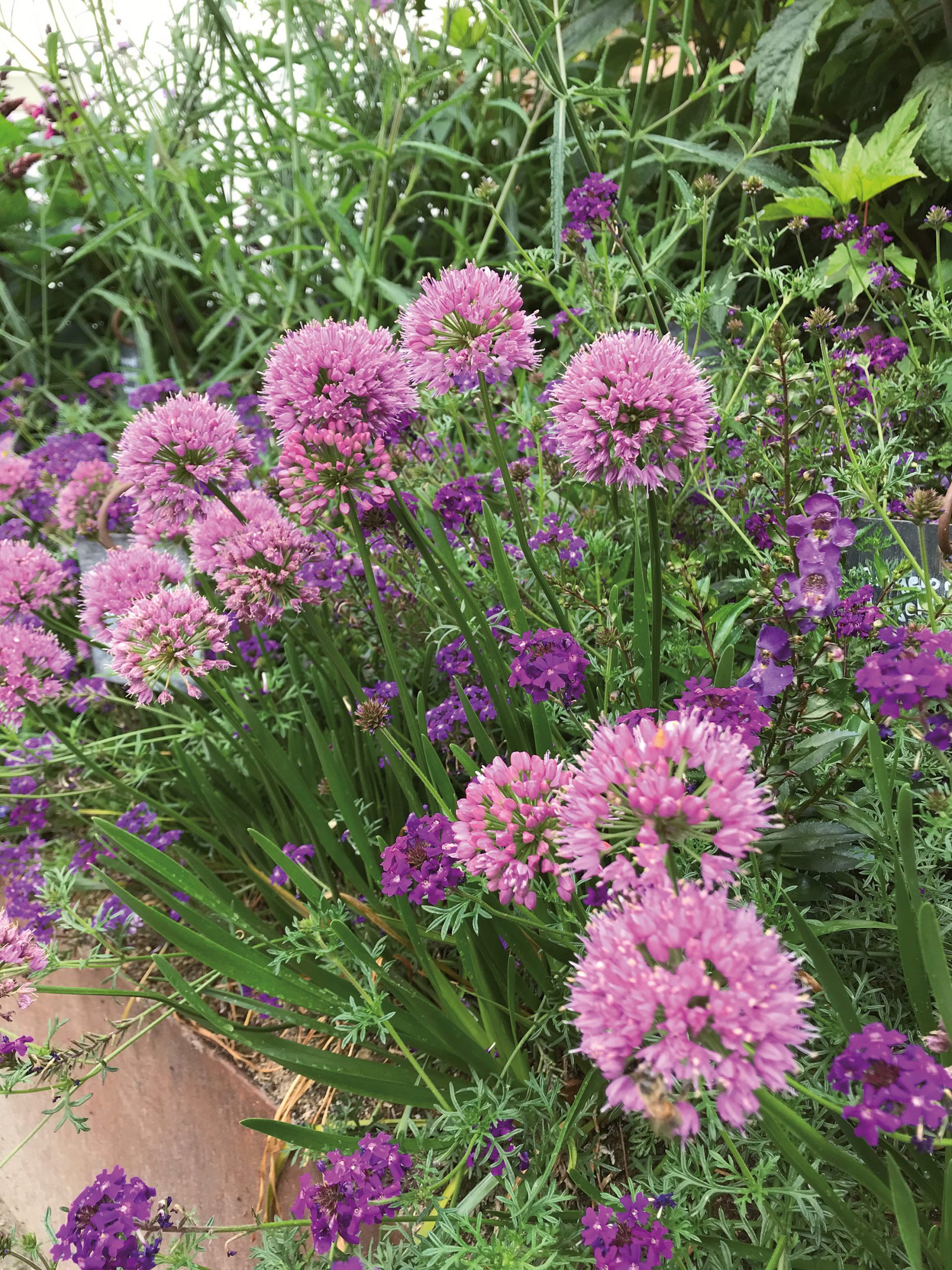 ALLIUM Millenium