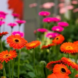 GERBERA Endless