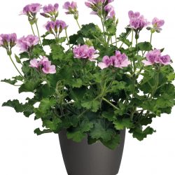 GERANIUM Odorant Citriodorum