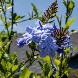 PLUMBAGO Capensis Dark Blue