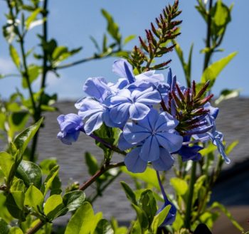 PLUMBAGO Capensis Dark Blue