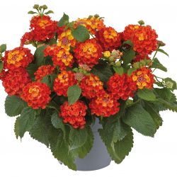 LANTANA Camara pot de 19 cm