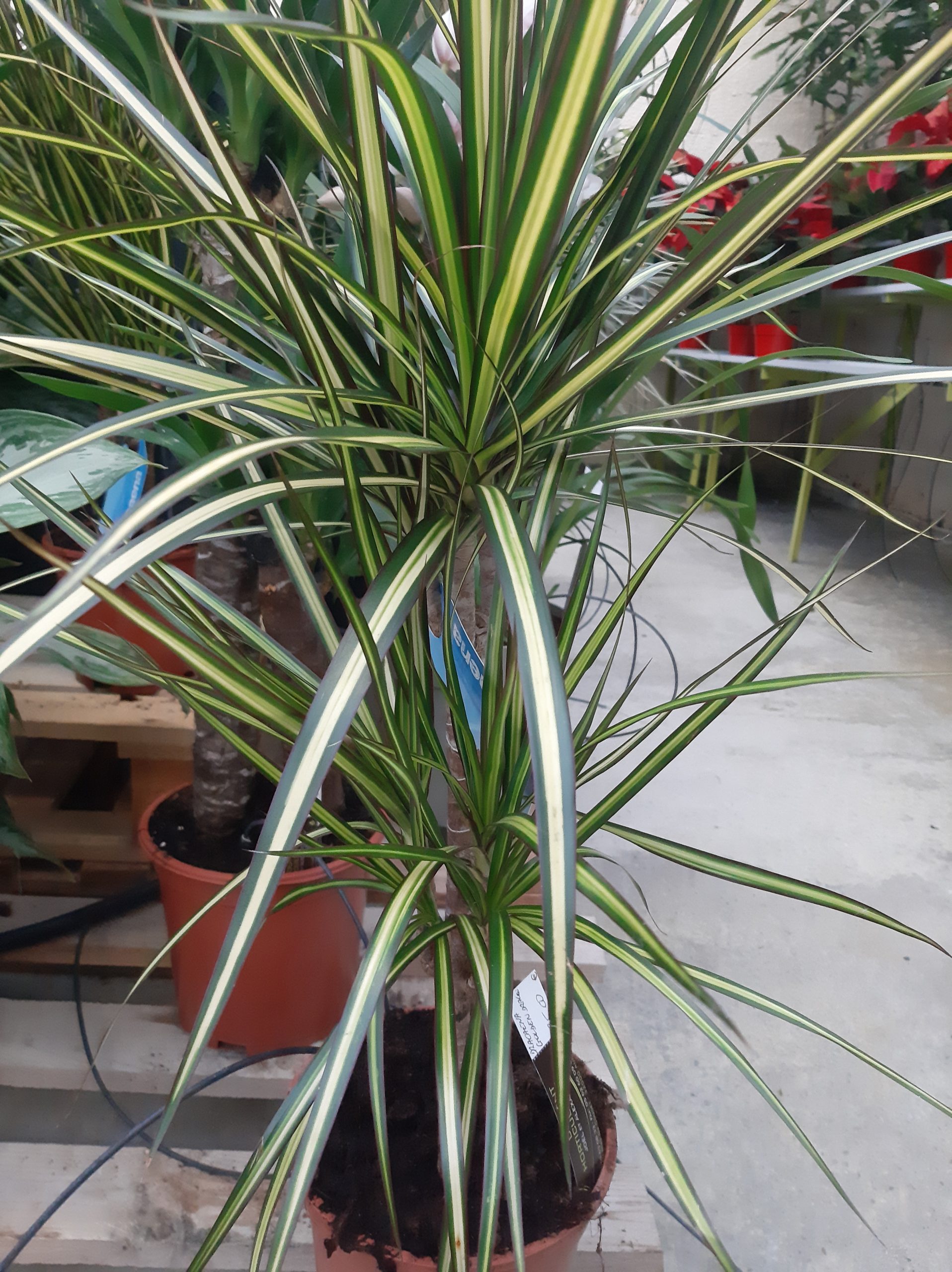 Dracaena Golden Dragon