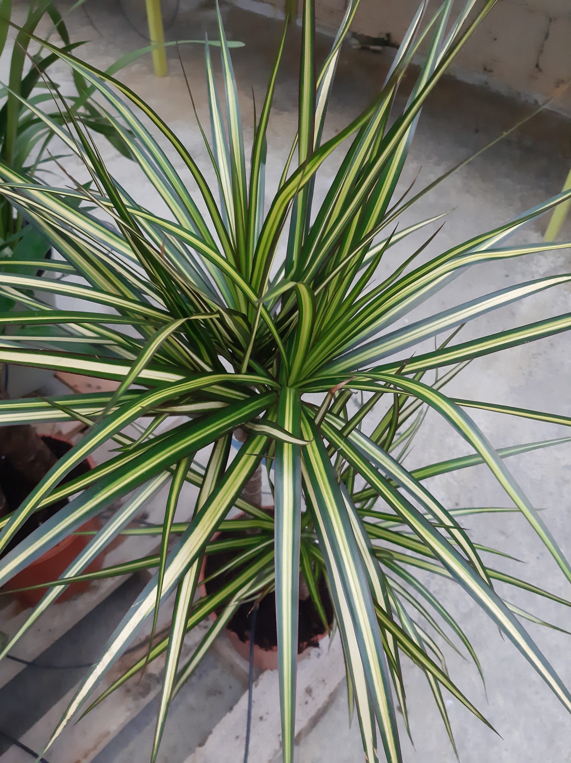 Dracaena Golden Dragon – Image 2