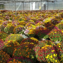 CHRYSANTHEME Pâquerette Coupe Multicolore