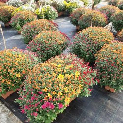 CHRYSANTHEME Pâquerette Jardinière Multicolore