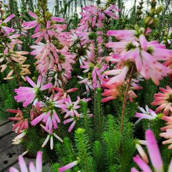 BRUYERE Erica Verticillata pot 12