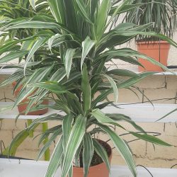 DRACAENA Deremensis Warneckei