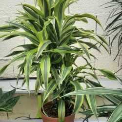 DRACAENA Deremensis Lemon Lime