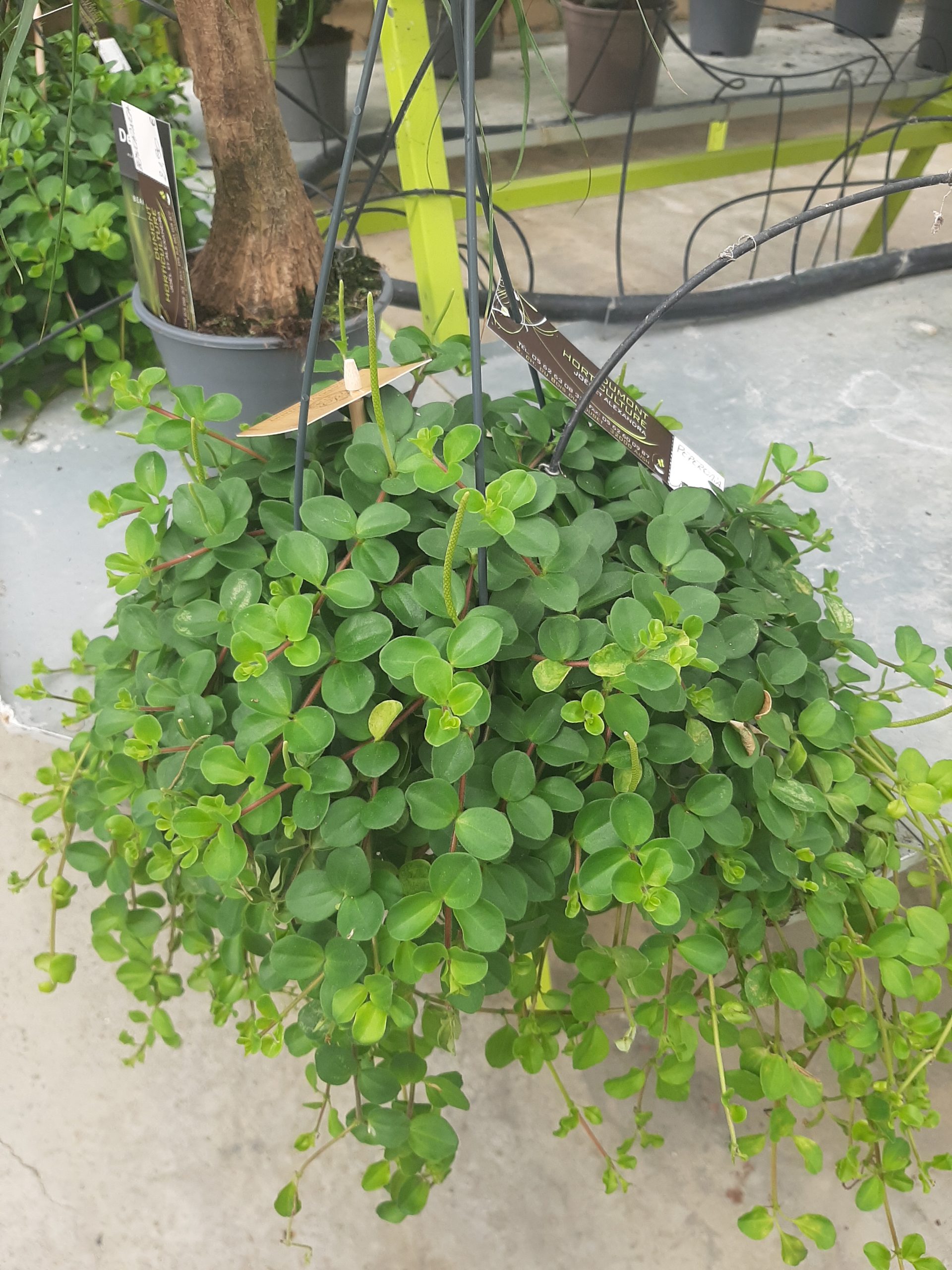 PEPEROMIA ROTUNDIFOLIA Horticulture Dumont PEPEROMIA ROTUNDIFOLIA Horticulture Dumont