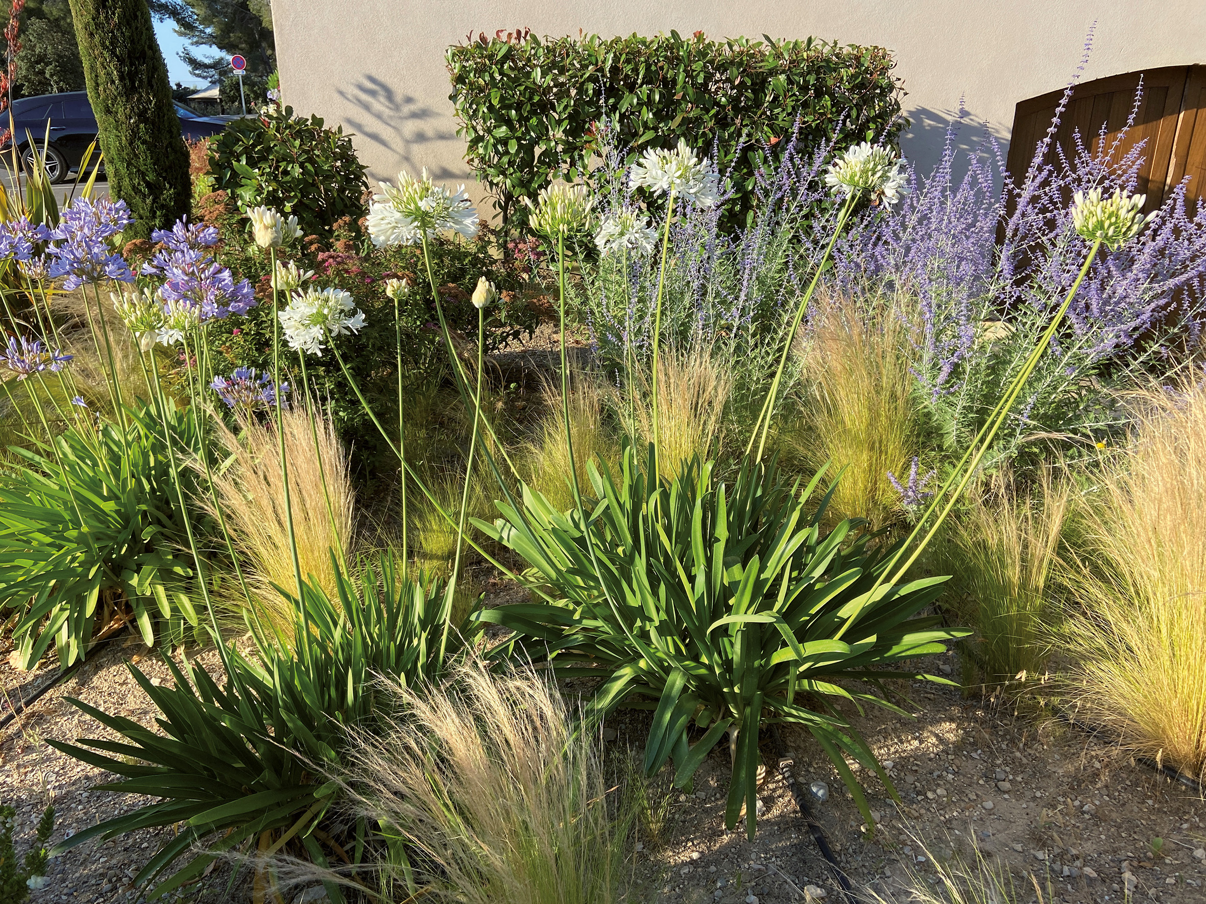 AGAPANTHUS Africanus Blanc – Image 2