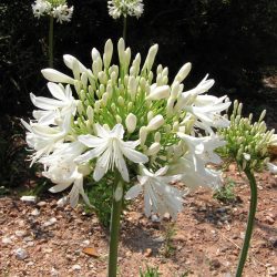 AGAPANTHUS Africanus Blanc