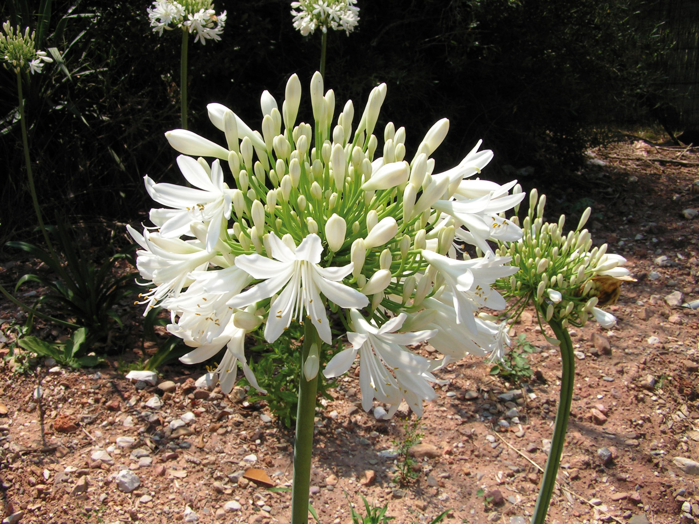 AGAPANTHUS Africanus Blanc