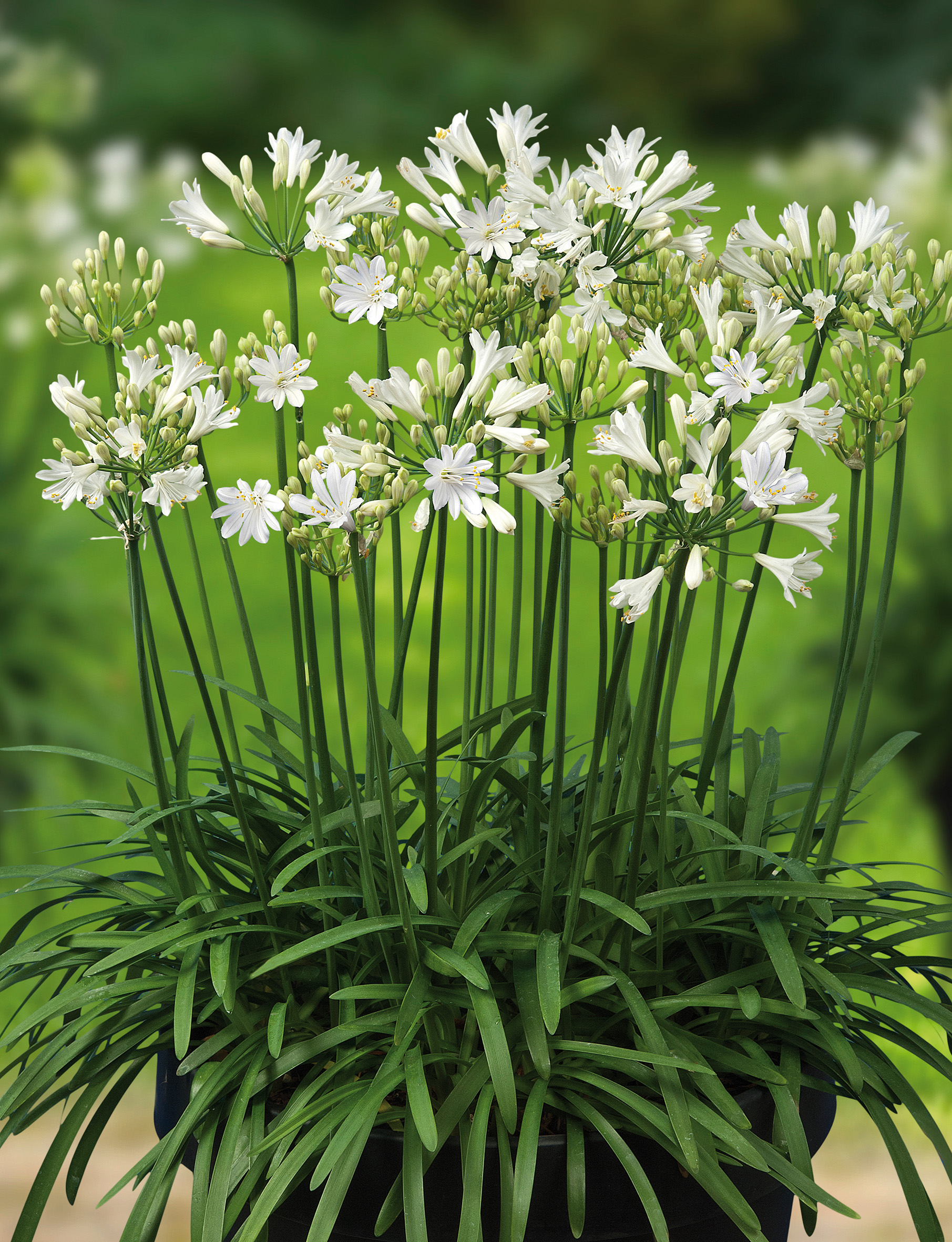 AGAPANTHUS L'Amour d'été Blanc