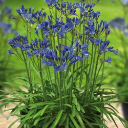 AGAPANTHUS L'Amour d'été Bleu
