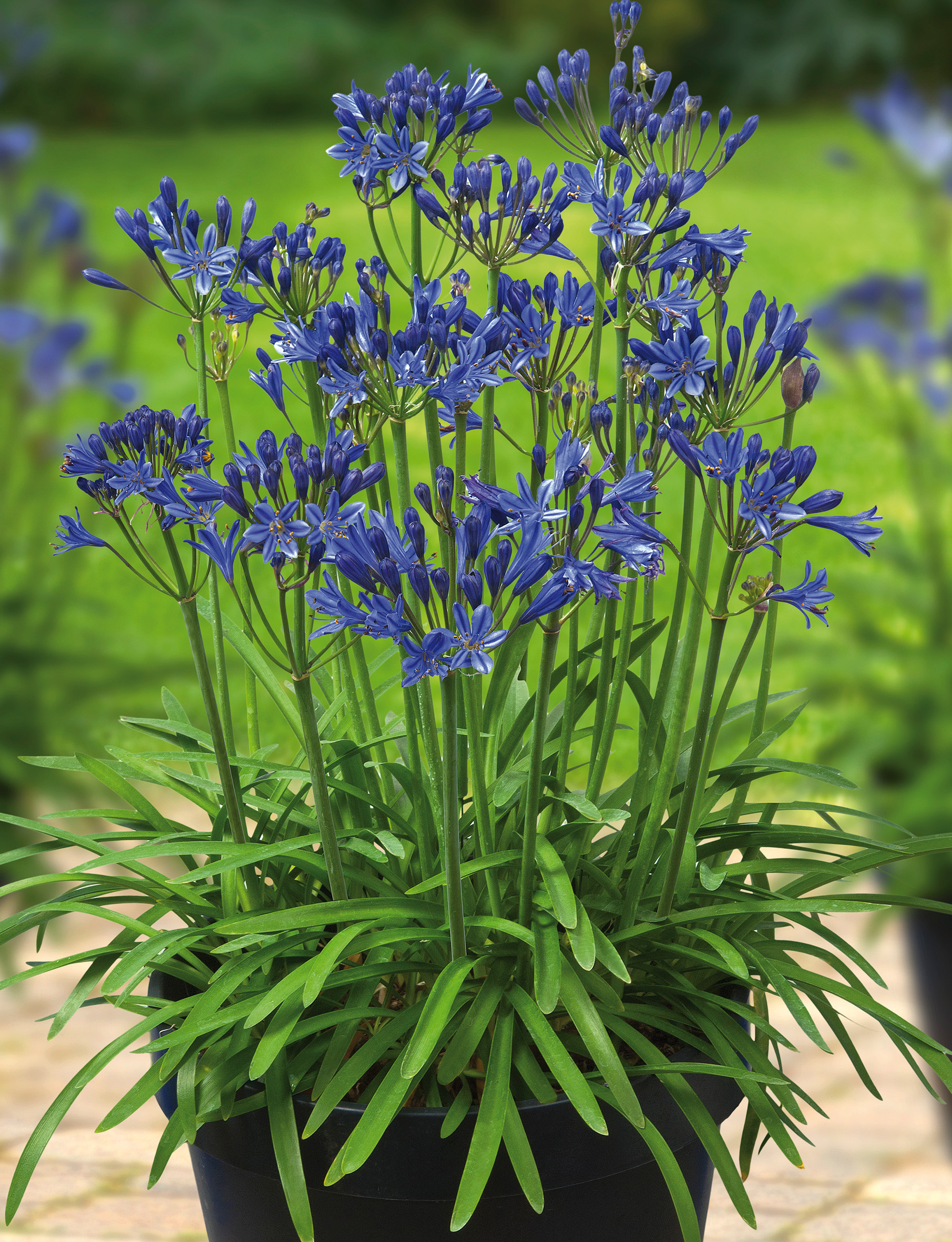 AGAPANTHUS L'Amour d'été Bleu