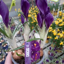 Crocus mix pot 9
