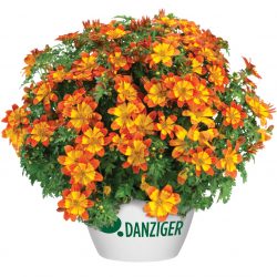 BIDENS Blazing Flames