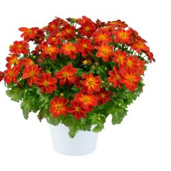 BIDENS Blazing Ring of fire