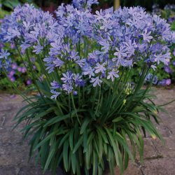 AGAPANTHUS Charlotte