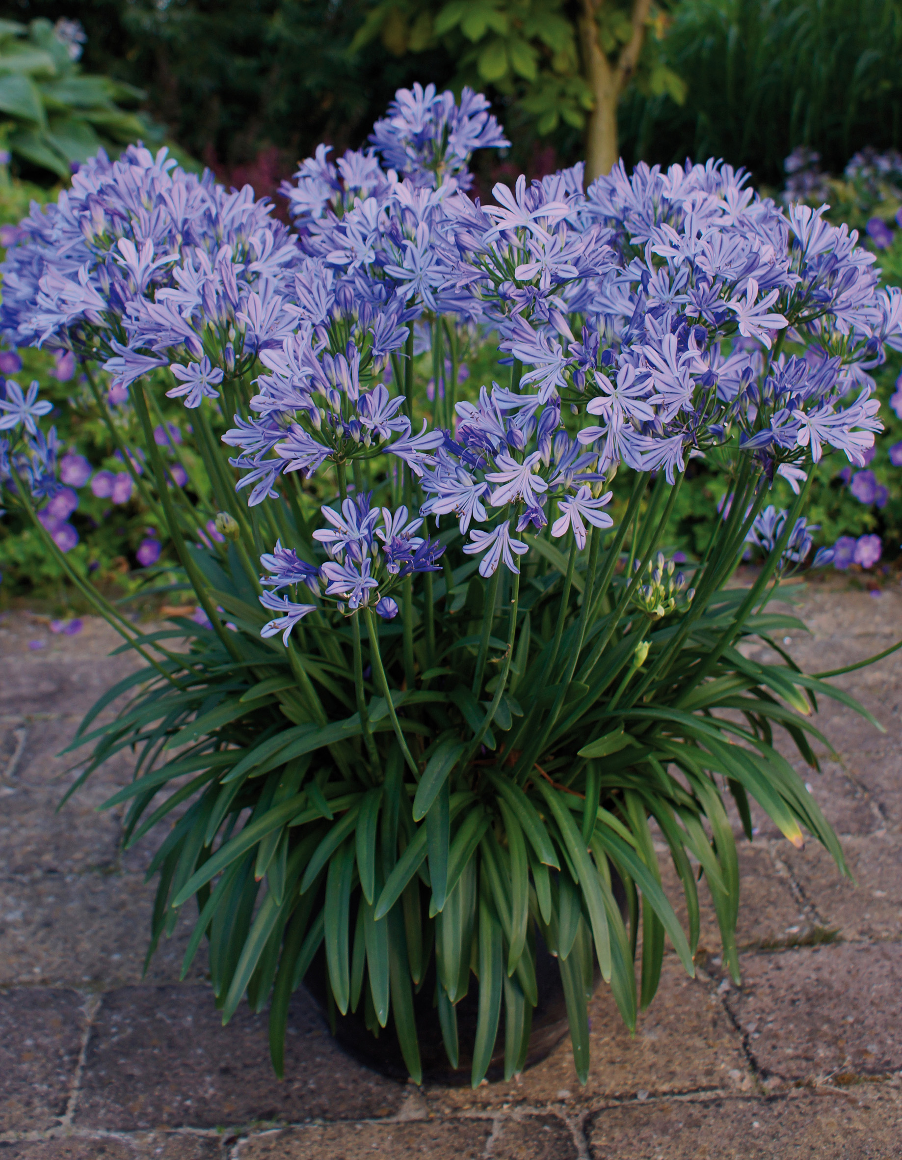 AGAPANTHUS Charlotte