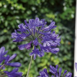 AGAPANTHUS Brillant Blue