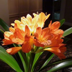 CLIVIA