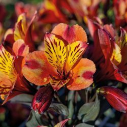 ALSTROEMERIA Indian Summer
