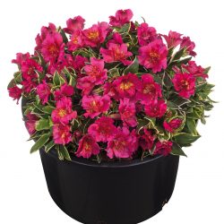 ALSTROEMERIA River Valley