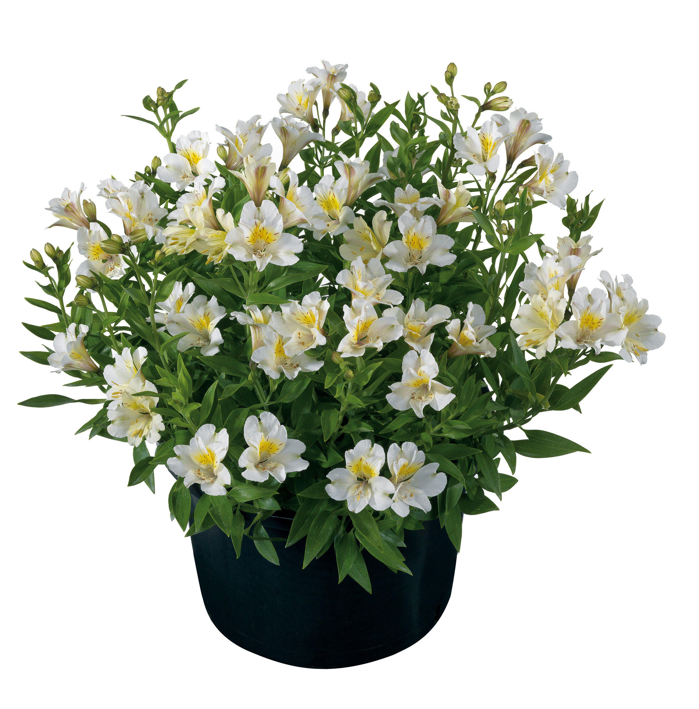 ALSTROEMERIA Summer Sky – Image 2