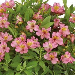 Alstroemeria Summer Rose