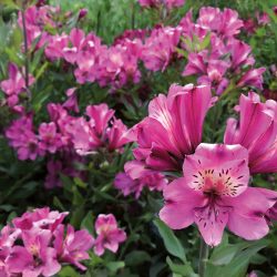 ALSTROEMERIA Summer Saint Rose