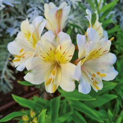 ALSTROEMERIA Summer Sky