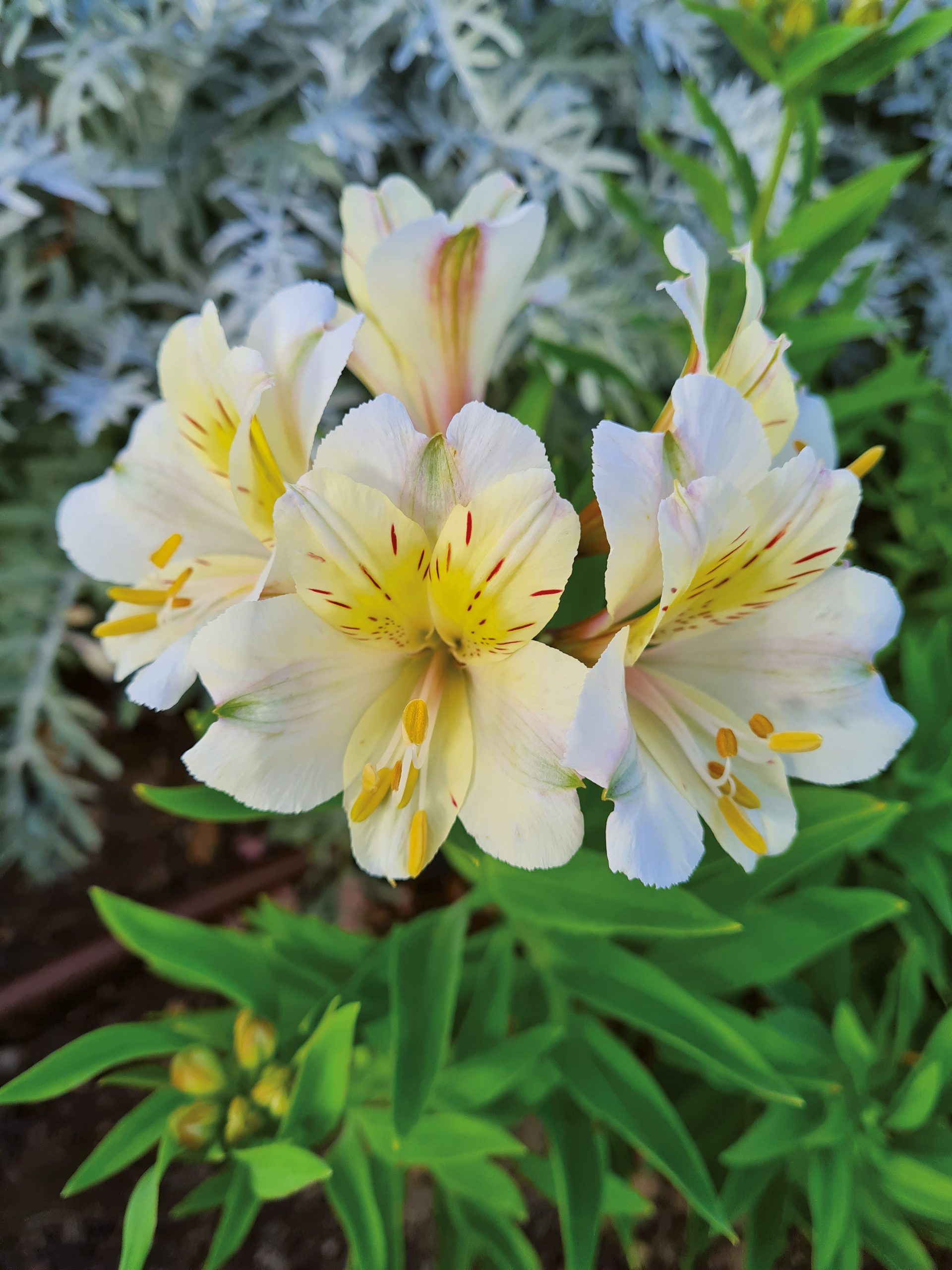 ALSTROEMERIA Summer Sky