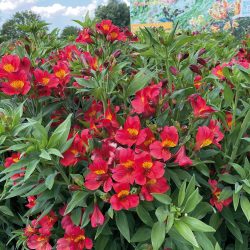 ALSTROEMERIA Summer Heat